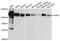 Oxysterol-binding protein 1 antibody, A3998, ABclonal Technology, Western Blot image 