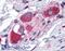 ADP Ribosylation Factor Like GTPase 6 Interacting Protein 5 antibody, 45-715, ProSci, Immunohistochemistry frozen image 