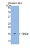 Transforming Growth Factor Beta 2 antibody, LS-C296766, Lifespan Biosciences, Western Blot image 