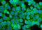  antibody, A08185-3, Boster Biological Technology, Immunofluorescence image 