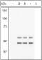 Glycogen Synthase Kinase 3 Alpha antibody, OPA1-03083, Invitrogen Antibodies, Western Blot image 