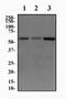 Lysine Demethylase 4D antibody, NBP1-03357, Novus Biologicals, Western Blot image 