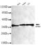 Nucleophosmin 1 antibody, GTX49195, GeneTex, Western Blot image 