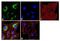 Inositol 1,4,5-Trisphosphate Receptor Type 2 antibody, GTX82888, GeneTex, Immunocytochemistry image 