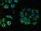 Cholinergic Receptor Muscarinic 5 antibody, CSB-PA005385LA01HU, Cusabio, Immunofluorescence image 