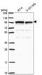Adhesion G Protein-Coupled Receptor G2 antibody, PA5-65594, Invitrogen Antibodies, Western Blot image 
