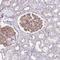 Podocalyxin Like antibody, NBP2-13784, Novus Biologicals, Immunohistochemistry frozen image 