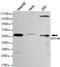 GATA Binding Protein 6 antibody, MBS475138, MyBioSource, Western Blot image 