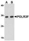 RNA Polymerase III Subunit F antibody, NBP1-76929, Novus Biologicals, Western Blot image 