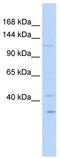 NEDD4-like E3 ubiquitin-protein ligase WWP1 antibody, TA329805, Origene, Western Blot image 