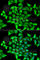 Sep (O-Phosphoserine) TRNA:Sec (Selenocysteine) TRNA Synthase antibody, A7103, ABclonal Technology, Immunofluorescence image 