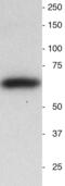 Synaptotagmin 1 antibody, STG, Aves Labs, Western Blot image 