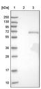 Homeobox A3 antibody, PA5-56077, Invitrogen Antibodies, Western Blot image 