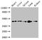 CD209 Molecule antibody, LS-C677434, Lifespan Biosciences, Western Blot image 