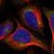 PHD Finger Protein 11 antibody, NBP1-88684, Novus Biologicals, Immunofluorescence image 