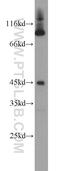 Kruppel Like Factor 13 antibody, 18352-1-AP, Proteintech Group, Western Blot image 