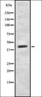 Cholinergic Receptor Muscarinic 3 antibody, orb335591, Biorbyt, Western Blot image 