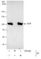 Valosin Containing Protein antibody, PA5-27323, Invitrogen Antibodies, Immunoprecipitation image 