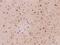 hsBG antibody, 200402-T08, Sino Biological, Immunohistochemistry frozen image 