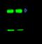 CASP2 And RIPK1 Domain Containing Adaptor With Death Domain antibody, GTX02184, GeneTex, Immunoprecipitation image 