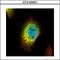 Syndecan Binding Protein antibody, GTX108391, GeneTex, Immunocytochemistry image 
