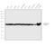 Tubulin Alpha 1a antibody, MA1-80189, Invitrogen Antibodies, Western Blot image 