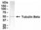 Tubulin antibody, XW-7779, ProSci, Western Blot image 