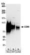 4F2hc antibody, A304-331A, Bethyl Labs, Western Blot image 