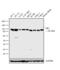 Hexokinase 1 antibody, MA5-15680, Invitrogen Antibodies, Western Blot image 