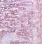 CD79a antibody, GTX37553, GeneTex, Immunohistochemistry paraffin image 