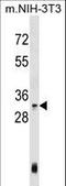 Homeobox C4 antibody, LS-C158210, Lifespan Biosciences, Western Blot image 