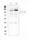 Solute Carrier Family 34 Member 2 antibody, A03957-1, Boster Biological Technology, Western Blot image 