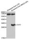 Thy-1 Cell Surface Antigen antibody, abx001738, Abbexa, Western Blot image 