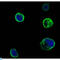 Muscle Associated Receptor Tyrosine Kinase antibody, LS-C812379, Lifespan Biosciences, Immunofluorescence image 