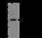 Zinc Finger And BTB Domain Containing 1 antibody, 204263-T32, Sino Biological, Western Blot image 