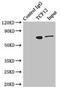Transcription Factor 12 antibody, LS-C376758, Lifespan Biosciences, Immunoprecipitation image 