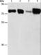 Acyl-CoA Synthetase Long Chain Family Member 4 antibody, LS-C404608, Lifespan Biosciences, Western Blot image 