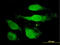Peroxiredoxin 2 antibody, LS-C133475, Lifespan Biosciences, Immunofluorescence image 