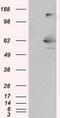 Lipase G, Endothelial Type antibody, TA501017, Origene, Western Blot image 