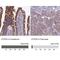 Electron Transfer Flavoprotein Dehydrogenase antibody, NBP1-83950, Novus Biologicals, Immunohistochemistry paraffin image 