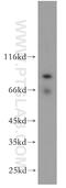 SCY1 Like Pseudokinase 3 antibody, 11249-1-AP, Proteintech Group, Western Blot image 