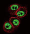 RUNX Family Transcription Factor 1 antibody, LS-C162813, Lifespan Biosciences, Immunofluorescence image 