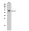 Fibulin 5 antibody, STJ93075, St John