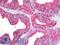 Coiled-Coil-Helix-Coiled-Coil-Helix Domain Containing 6 antibody, LS-B10062, Lifespan Biosciences, Immunohistochemistry paraffin image 