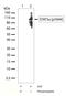 Signal Transducer And Activator Of Transcription 5A antibody, 701063, Invitrogen Antibodies, Western Blot image 