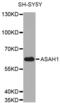 N-Acylsphingosine Amidohydrolase 1 antibody, abx002698, Abbexa, Western Blot image 