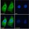 Argininosuccinate Synthase 1 antibody, NBP1-00153, Novus Biologicals, Immunocytochemistry image 
