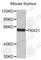 T-Box 21 antibody, A4682, ABclonal Technology, Western Blot image 