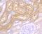 CD46 Molecule antibody, NBP2-75436, Novus Biologicals, Immunohistochemistry paraffin image 