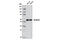 Aldehyde Dehydrogenase 1 Family Member A1 antibody, 12035S, Cell Signaling Technology, Western Blot image 